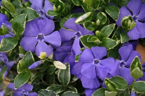 Barwinek większy 'Variegata' (Vinca major 'Variegata')